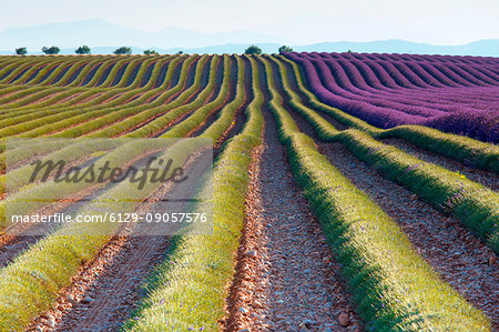 Europe, France,Provence Alpes Cote d'Azur,Plateau of Valensole.Lavender Field