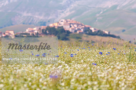 Europe, Italy,Umbria,Perugia district,Castelluccio of Norcia. Flower period.