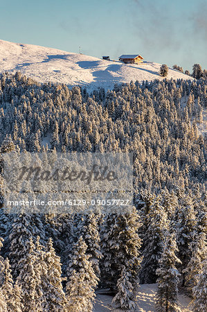 Pines covered in snow and an isolated wooden lodge. Passo delle Erbe, Bolzano, Trentino Alto Adige - Sudtirol, Italy, Europe.
