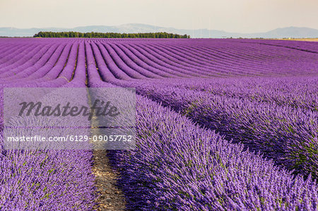 Lavender raws in Provence. Plateau de Valensole, Alpes-de-Haute-Provence, Provence-Alpes-Cote d'Azur, France, Europe.