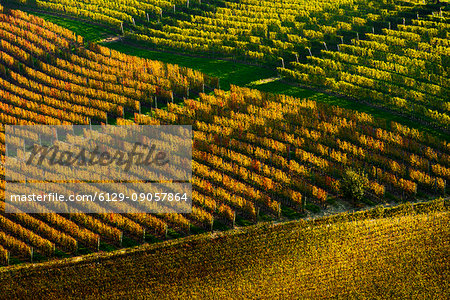 Italy, Piedmont, Cuneo District, Langhe - vineyards in autumn