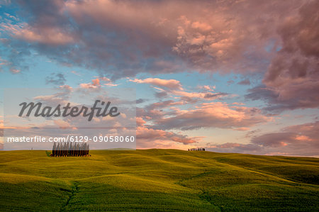 The Cypresses of the Val d'Orcia at sunset. Val d'Orcia, Tuscany Italy, located in the village of San Quirico d'Orcia