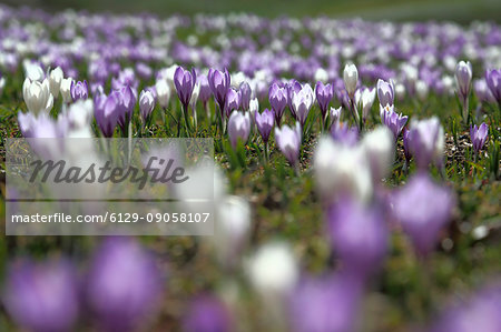 Blooming of bicolor crocus Lombardy Italy Europe