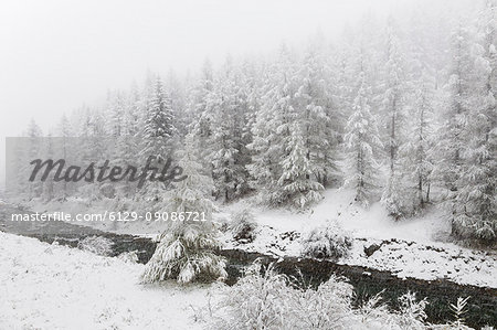 Chisone Valley (Valle Chisone), Turin province, Piedmont, Italy, Europe. Blizzard landscapes into Piedmont mountains