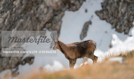 Female of chamois, Gran Sasso, Campo Imperatore, L'Aquila province, Abruzzo, Italy