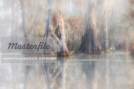 Bald Cypress (Taxodium distichum) in Lake Martin, Breaux Bridge, Atchafalaya Basin, Southern United States, USA; North Americaf Bald Cypress (Taxodium distichum) in Lake Martin, Breaux Bridge, Atchafalaya Basin, Southern United States, USA; North Americaf