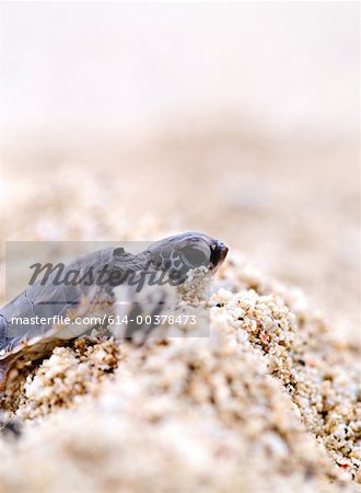 Small turtle on sand