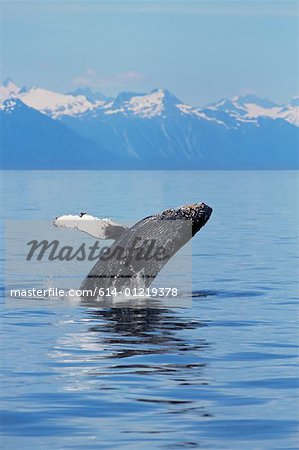 A breaching humpback whale in alaska
