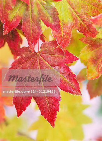 Vine maple leaves