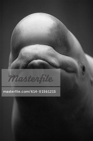 Head of a whale