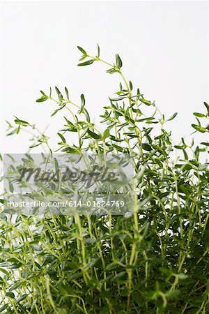 Thyme