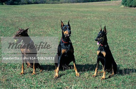 Doberman pinschers in a row