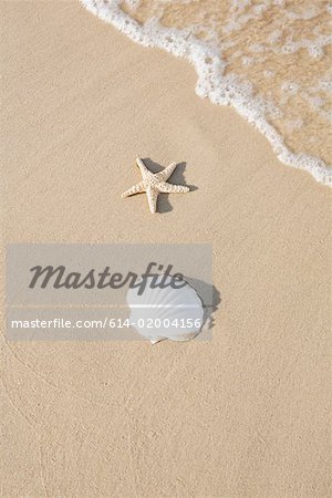 Shell and starfish on a beach