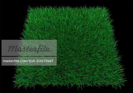 Square patch of grass