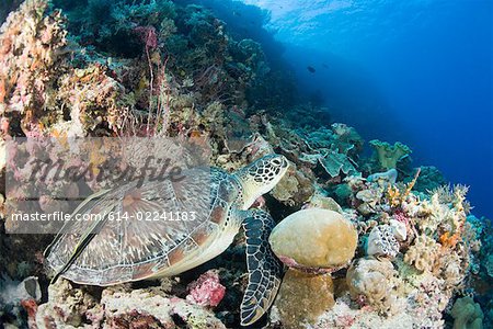 Turtle on coral reef