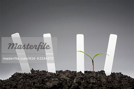 Sapling with blank labels