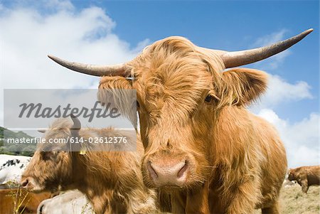 Highland cows