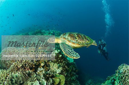 Sea turtle and scuba diver