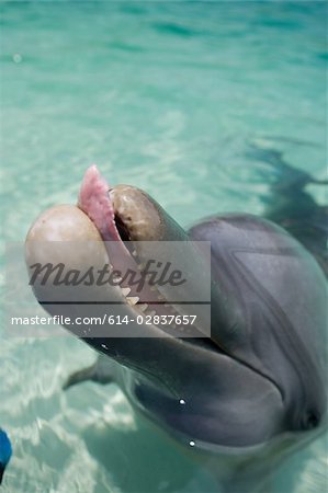 Close-up of Bottlenose dolphin.