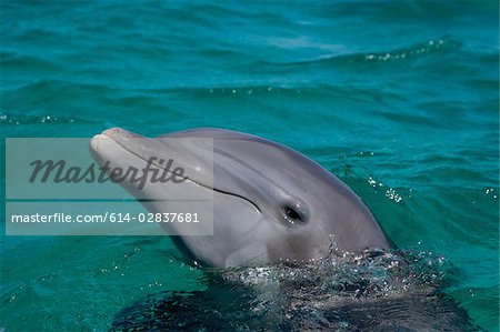 Close-up of Bottlenose dolphin.