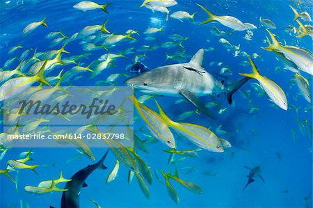 Schooling fish surround shark.