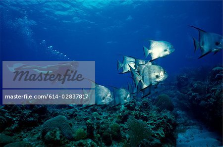 Scuba diver and schooling fish