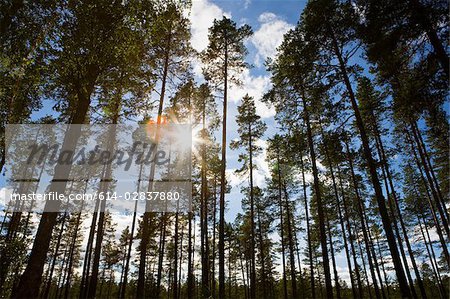 Sunlight through pine trees in lapland