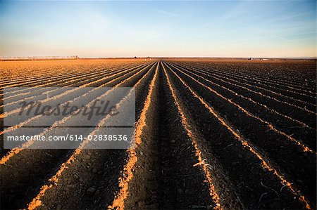 Ridges in field