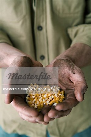 Person holding corn