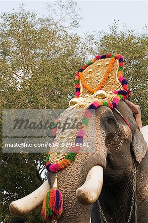 Elephant dressed for hindu carnival