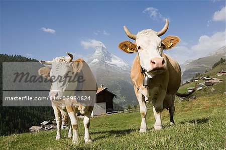 Two cows on a hillside