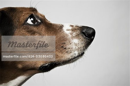 Head of basset hound