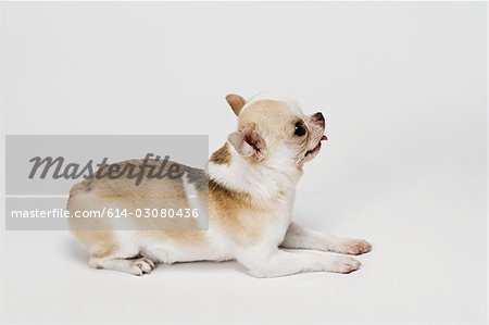 Chihuahua