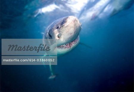 Great White Shark