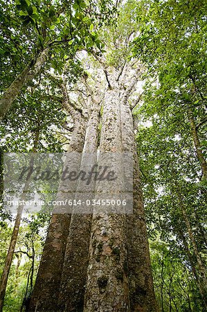 Northland, Waipoua Forest, giant Kauri trees