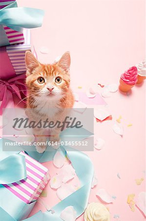 Kitten and gifts