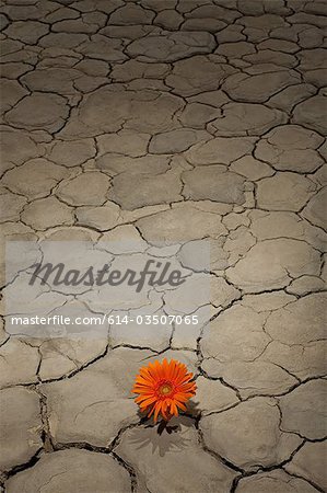 Flower growing in desert landscape Flower growing in desert landscape