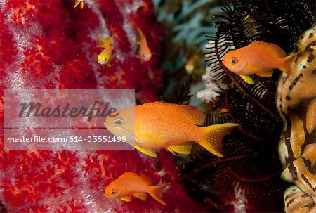 Schooling anthias.