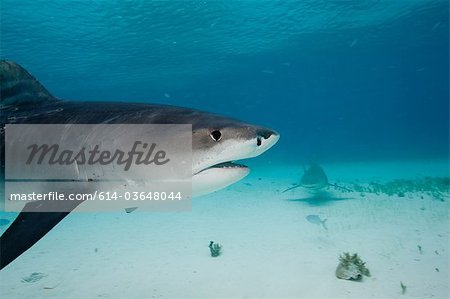 Tiger Shark