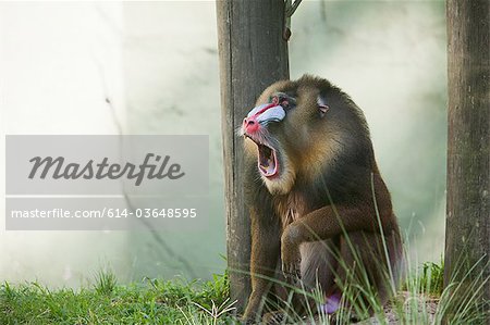 Mandrill in Buenos Aires Zoo, Argentina