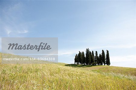 Cypress trees in field, Val d'Orcia, Italy