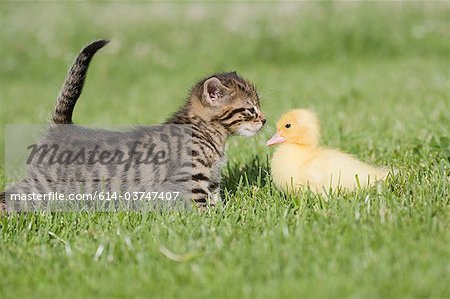 Kitten and duckling on grass