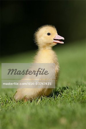 One duckling on grass