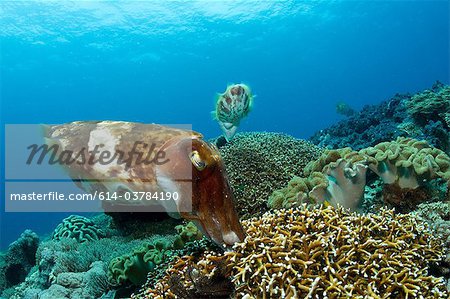Cuttlefish lay eggs in coral
