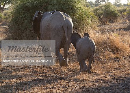 Mother and baby elephant