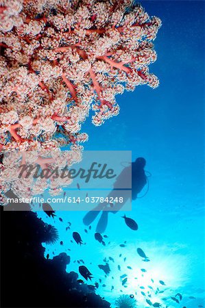 Scuba diver and soft coral