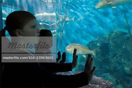 Girls staring at fish in aquarium - Stock Photo - Masterfile - Premium  Royalty-Free, Code: 614-03903655