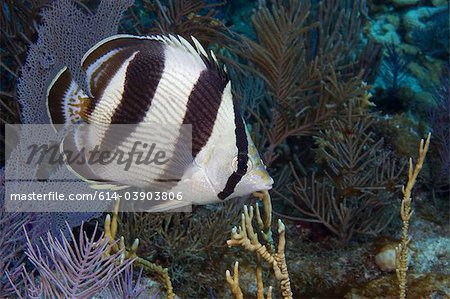 Butterflyfish on coral reef