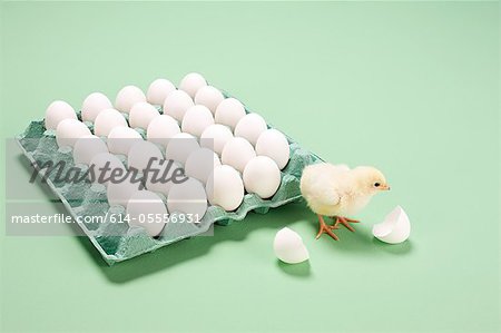 Chick next to broken egg by carton