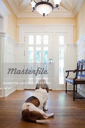 Pet dog waiting in hallway of house Pet dog waiting in hallway of house